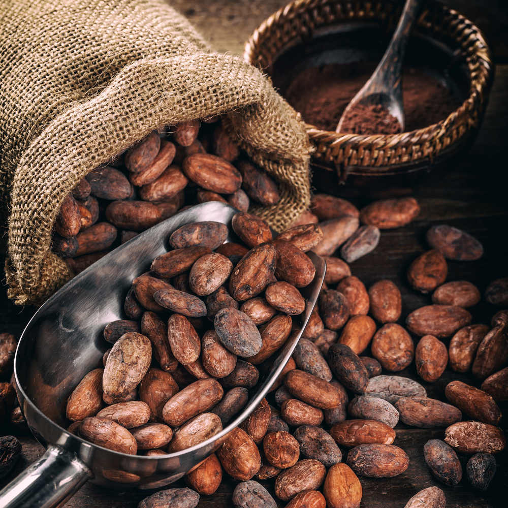 Scooping cacao beans out of bag.